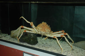 DSC_2821-600.JPG