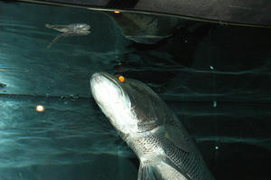 DSC_9711.JPG-600.JPG