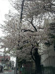 sakura1.jpg