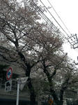 sakura2.jpg