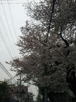 sakura3.jpg