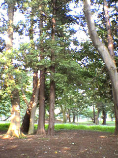 小金井公園　５本の木の異常な密集率