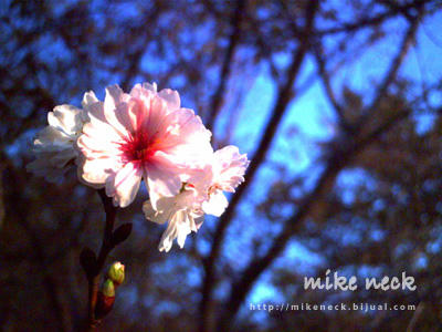 PICT0063_5b.jpg