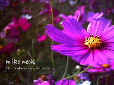 PICT0019_6b.jpg