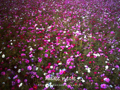 PICT0008_7b.jpg