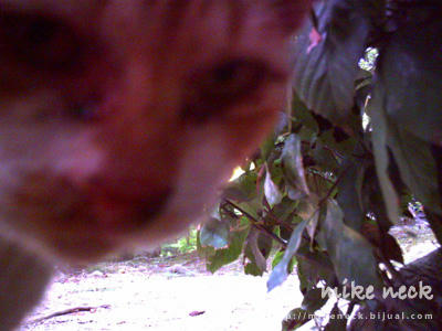 PICT0075_1b.jpg