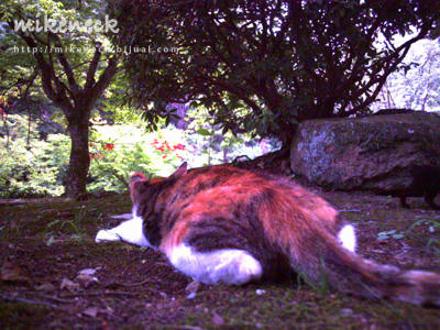 PICT0070_1b.jpg