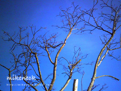 PICT0084_4b.jpg