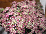 IMG_1323.JPG