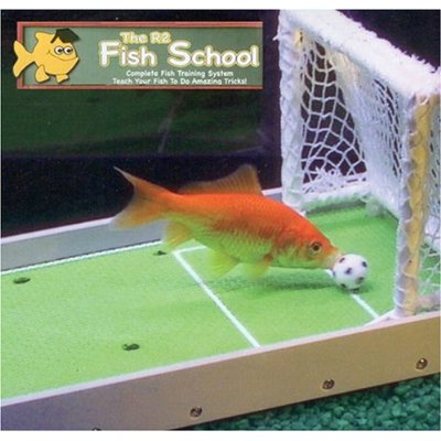 魚の学校