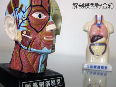 解剖模型バンク