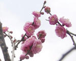 梅の花