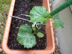 P1050002.jpg