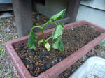 P1050104.jpg