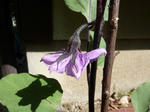 P1050231.jpg