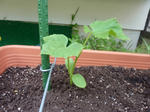 P1050241.jpg