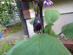P1050402.jpg