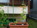 P1050404.jpg