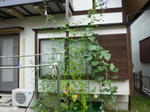P1050633.jpg