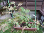 P1050635.jpg