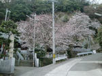 2009桜