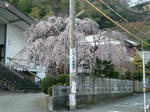 2009枝垂れ桜