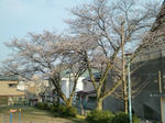 2009枝垂れ桜