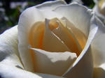 RIMG0362.JPG