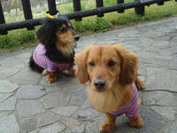 DSC00174-1.jpg