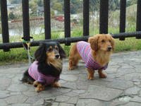 DSC00178-1.jpg