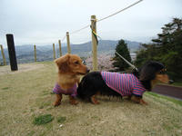 DSC00164-1.jpg