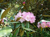 DSC00304-1.jpg