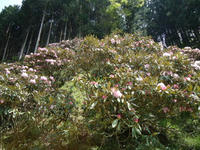 DSC00303-1.jpg