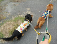 DSC00356-1.jpg