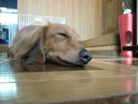 CIMG0383-1.jpg
