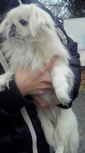 peki1-168x300.jpg