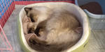 ねこ　その2