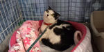 ねこ　その5