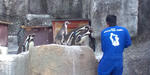 ペンギン