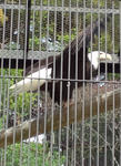 ハクトウワシ2