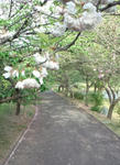 八重桜
