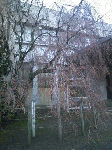 sakura1.gif