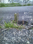 Docona-2.gif