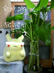 dekai.gif