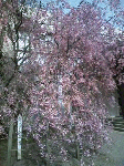 sakura7.gif