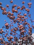 sakura9.gif