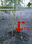 Doconanew-5.gif