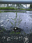 Doconanew-6.gif