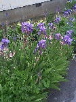 20080526.gif