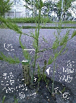 Doconanew-7.gif